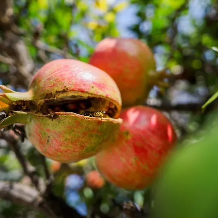 Alenor | Sea View & Access